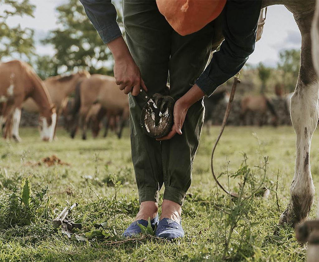 Cuidando los caballos que viven en el campo de Carahuasi
